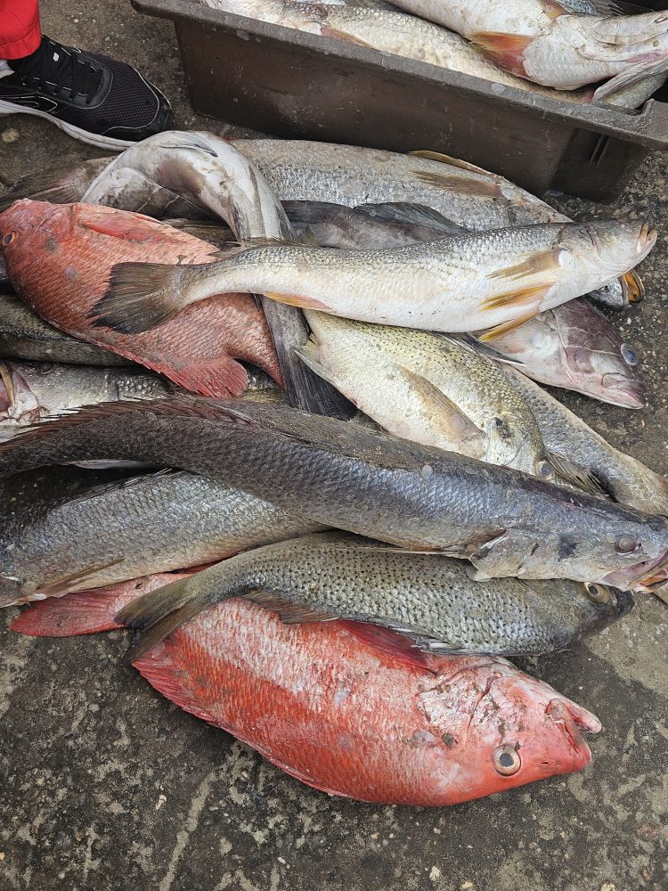 Poissons de mer frais